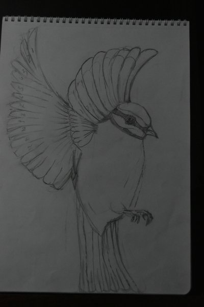Kanarya